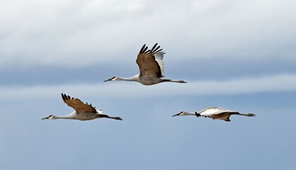  three majestic sandhill cranes flying on a  winter day at bernardo state wildlife refuge, near socorro, new mexico 
