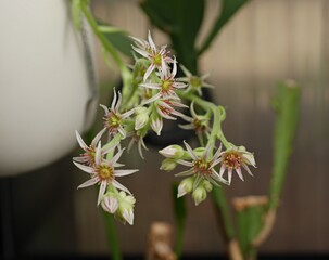 センペルビウムの花20220704