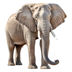 portrait of adult elephant looking forward isolated on transparent background, generative ai