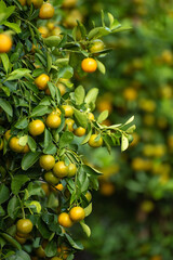 Kumquat tree fruit for up coming Lunar New Year decoration.