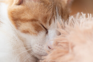 ぐっすり眠る猫　茶トラ白