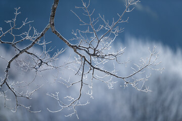 美しい霧氷　開田高原