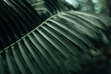 Jungle palm leaves natural exotic tropical lush foliage. Background for spa and environmental...