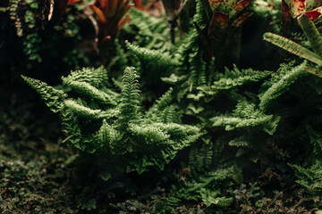 Jungle tropical fern plant. Exotic background for spa and environmental conservation