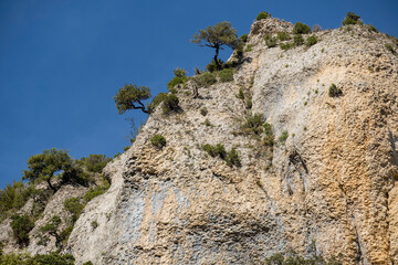 Typical vegetation, Iranzu river canyon, Navarra, Spain, Europe