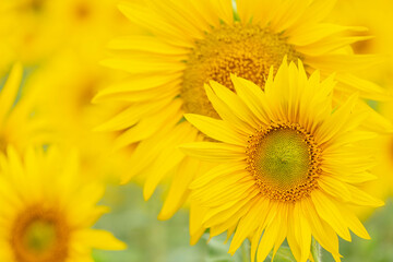 field of sunflowers, Helianthus annuus, Santa María de Huerta, Soria, autonomous community of Castilla y León, Spain, Europe