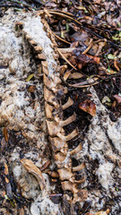 corpse of a sheep, Sierra de Tramuntana, Mallorca, Spain