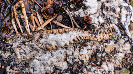 corpse of a sheep, Sierra de Tramuntana, Mallorca, Spain