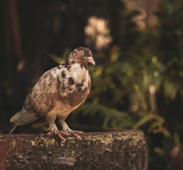  Spotted dove perching on roof.Close-up of pigeons perching on rock. Low angle view of pigeons...