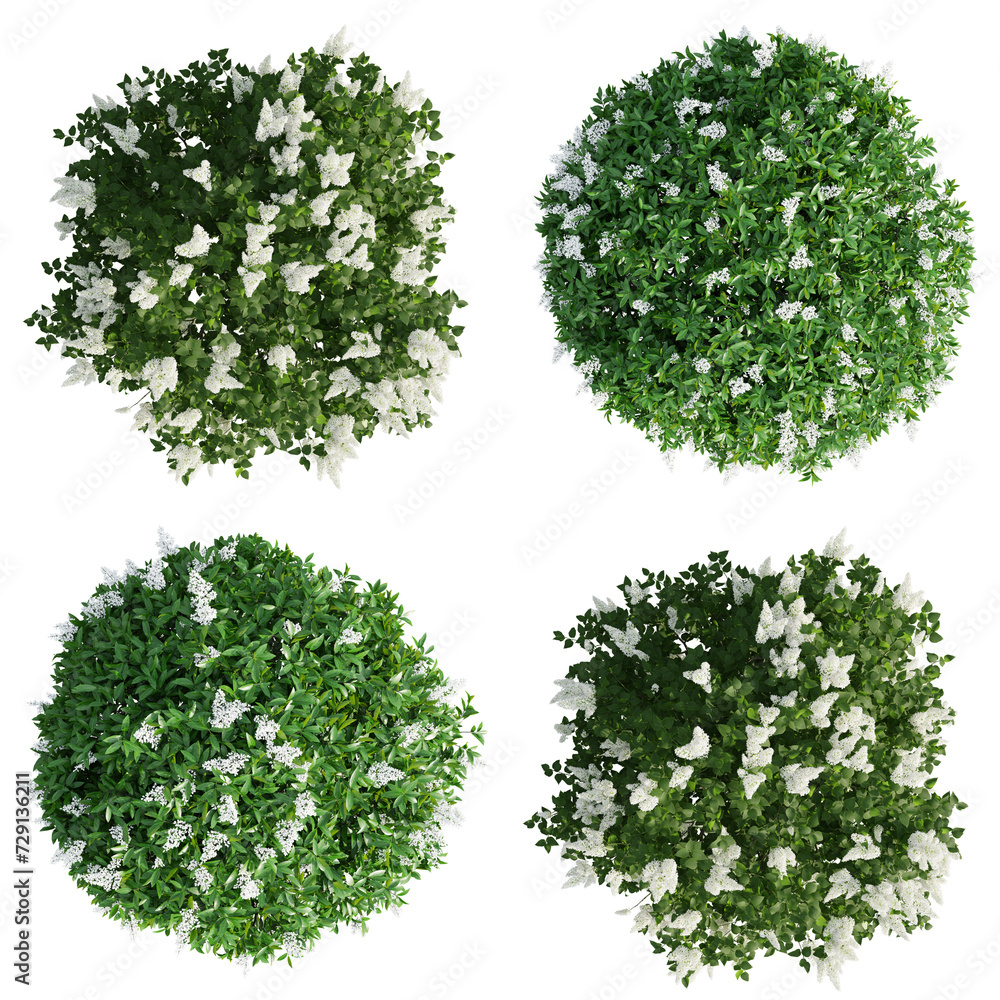Aufkleber top view lilac flowering isolate transparent background.3d rendering png