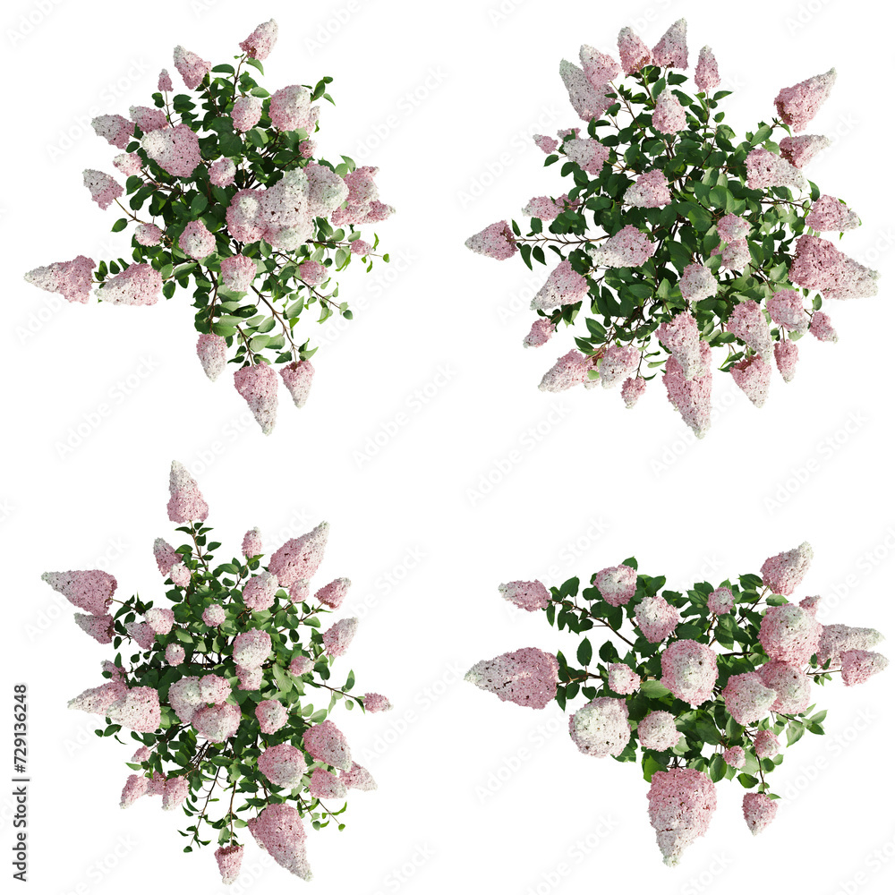 Poster top view hydrangea paniculata isolate transparent background.3d rendering png