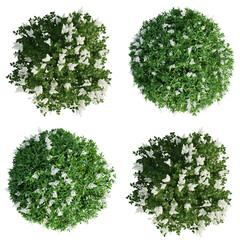 Top view Lilac flowering isolate transparent background.3d rendering PNG