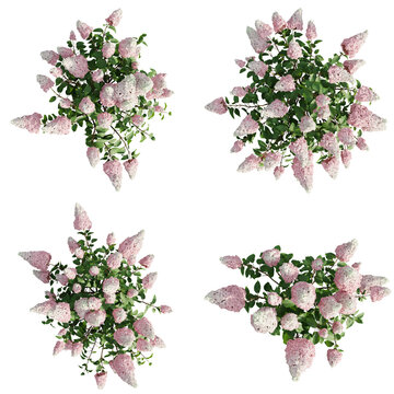 Top view Hydrangea paniculata isolate transparent background.3d rendering PNG