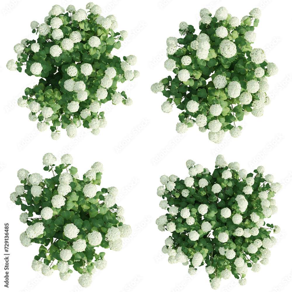 Poster top view hydrangea arborescens isolate transparent background.3d rendering png