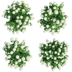 Top view Hydrangea Arborescens isolate transparent background.3d rendering PNG