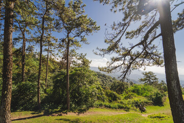 Fototapeta premium travel and people activity concept with large pine with layer of mountain and cloudy sky background