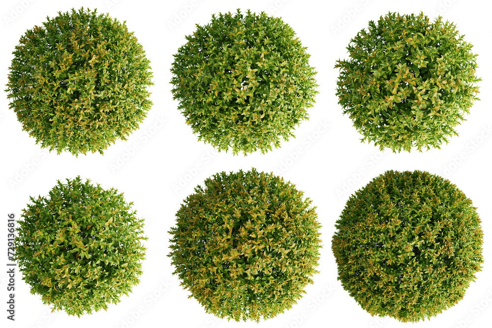 Poster top view plant and tree isolate transparent background.3d rendering png