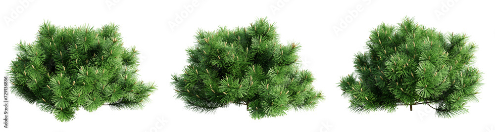 Poster pinus mugo pumilio isolate transparent background.3d rendering png
