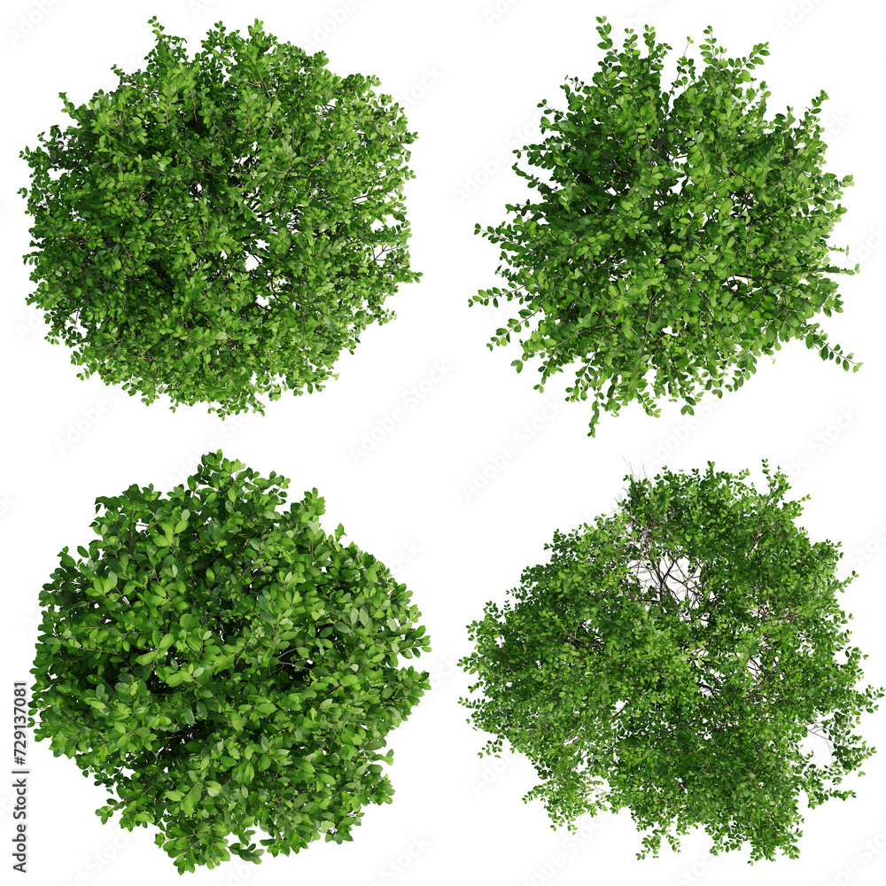 Aufkleber top view tree,euonymus tree isolate transparent background.3d rendering png