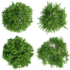 Top view tree,Euonymus tree isolate transparent background.3d rendering PNG