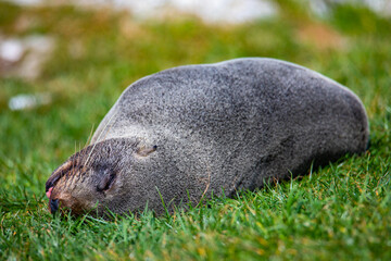 cute, adorable new zealand fur seal sleeping on the rocks in kaikura peninsula, famous fur seal...