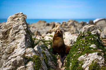 adorable pup of new zealand fur seal resting on the rocks in kaikoura peninsula; famous fur seal colony in north canterbury, new zealand