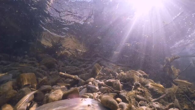 Common Minnow (Phoxinus Phoxinus) In Fresh Water Stream. Underwater footage of European minnow. Nice freshwater fish in the natural habitat. Live in the river. Underwater Mountain Creek.