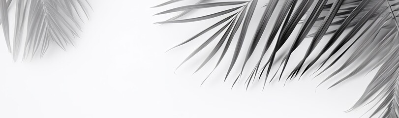 Light gray coconut leaves and palm leaves on a white background.