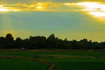 ,Cultivating rice fields requires a lot of labor as farmers are attached to the land. To cultivate wet rice fields, a certain amount of water is always needed, often very large,