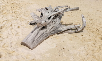 Driftwood on sand - 729141010