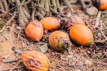 Areca nut on the ground