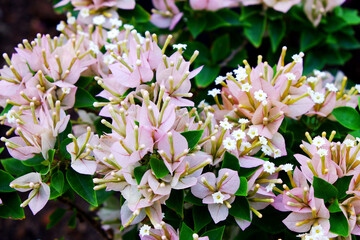 Pink bougainvillea flowers  in garden, selective focus.