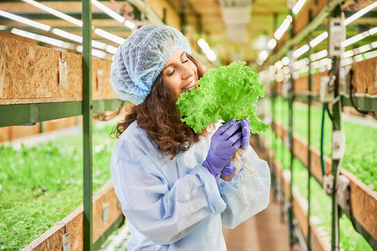 Female gardener smelling green lettuce leaves in greenhouse. Woman in garden rubber gloves holding pot with green plant and enjoying scent of fresh aromatic leaf.