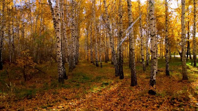 Colorful landscape of autumn forest. View of the birch grove. Going forward. Walk in the park. Countryside.