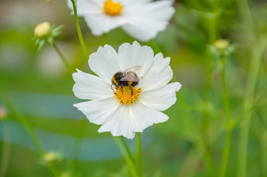 annual flowers in the garden, Cosmea white and bumblebee on flower
