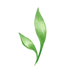 Green leaf painted with watercolors on a white background.