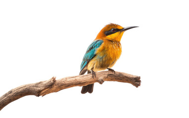 Obraz premium Bird Perch on a White or Clear Surface PNG Transparent Background