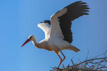 Ciconia ciconia. White or Common Stork in the nest taking flight.
