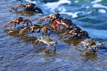 Crabs are standing in a rock ledge, wet from a recent wave. Some crabs have black and white bodies,...