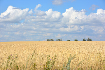 wheat field with horizon line and heavy clouds on background 