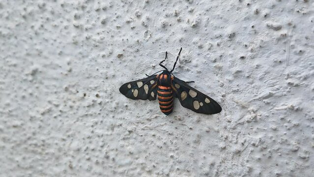 A macro view of Amata huebneri, commonly known as the wasp moth perched on house wall
