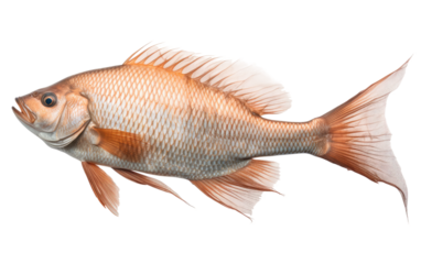 Bronze and silver Fish on a White or Clear Surface PNG Transparent Background