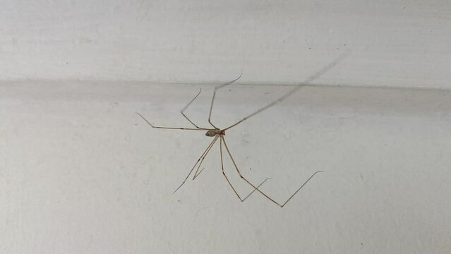 A macro view of a long-legged spider perched in the corner of the ceiling and moving gracefully
