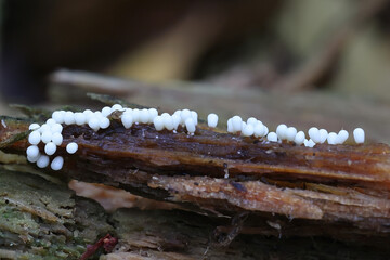 Trichia varia, a slime mold from Finland, no common English name
