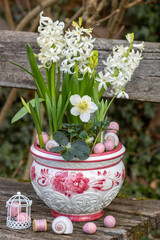 Christrose, weiße Hyazinthen und Schneeglöckchen im Blumentopf im Garten