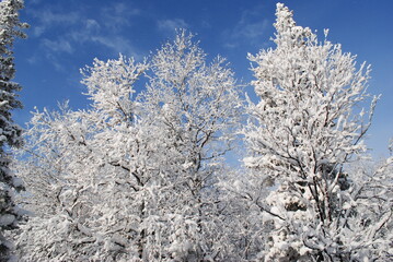 Serene landscape of snow-covered trees under a clear blue sky in the midst of winter wonderland