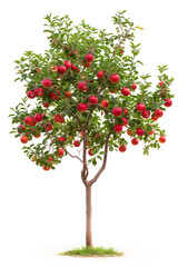 Fototapeta premium Apple tree with fruits isolated on white background