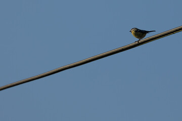 blue tit on internet