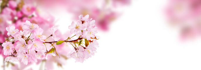 Fresh bright pink cherry blossom flowers on a tree branch in spring, sakura springtime season,...