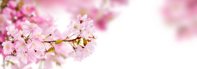 Fresh bright pink cherry blossom flowers on a tree branch in spring, sakura springtime season, isolated against a transparent background.
